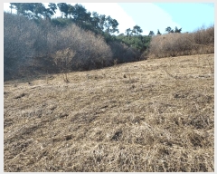  2025Ÿ��41481 ��� �ȼ��� �׻�� �뼳�� ��175-2      ����(�Ӿ�)���