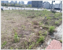  2025Ÿ��41774 ��� ���ý� ������ 2439-1       ����(����)���