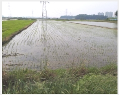  2025Ÿ��41877  ����