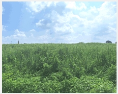  2025Ÿ��787 ��� �ȼ��� ������ ������ ��80-8      ����(�Ӿ�)���