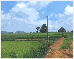  2025Ÿ��787 ��� �ȼ��� ������ ������ ��80-8      ����(�Ӿ�)���