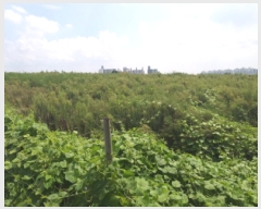  2025Ÿ��787 ��� �ȼ��� ������ ������ ��80-8      ����(�Ӿ�)���