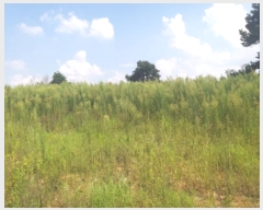  2025Ÿ��787 ��� �ȼ��� ������ ������ ��80-8      ����(�Ӿ�)���