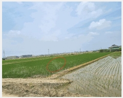  2025Ÿ��41976 ��� ���ý� �Ŵ뵿 55-1       ����(��)���