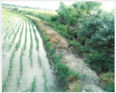  2025Ÿ��41976 ��� ���ý� �Ŵ뵿 55-1       ����(��)���