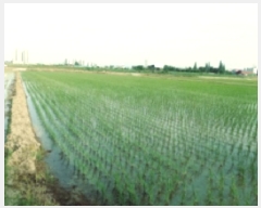  2025Ÿ��41976 ��� ���ý� �Ŵ뵿 55-1       ����(��)���