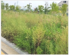  2025Ÿ��42271 ��� ���ý� ������ 2424-6       ����(����)���