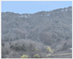  2025Ÿ��675 ���� �籸�� �籸�� ������ ��172      ����(�Ӿ�)���