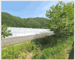  2025Ÿ��750 ���� ȫõ�� ���� ������ 1069      ����(��1)���