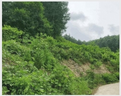  2025Ÿ��1111 ���� ȫõ�� ���� ������ 292      ����(�Ӿ�)���