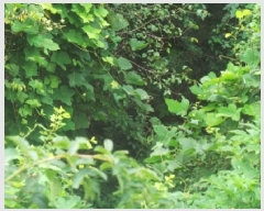  2025Ÿ��1517  �����