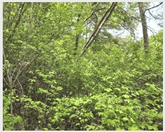  2025Ÿ50662  ȫõ  ϸ 1368-5      (1)