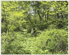  2025Ÿ50662  ȫõ  ϸ 1368-5      (1)