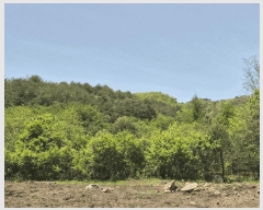  2025Ÿ50662  ȫõ  ϸ 1368-5      (1)