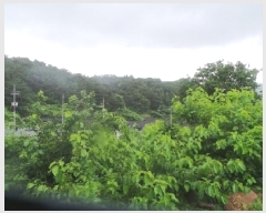  2025Ÿ��50674 ���� �籸�� �籸�� ���縮 ��264      ����(�Ӿ�)���