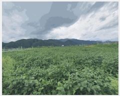  2025Ÿ��50798 ���� ȫõ�� ������ ǳ�ϸ� 292      ����(��1)���