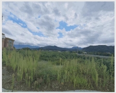  2025Ÿ��50798 ���� ȫõ�� ������ ǳ�ϸ� 292      ����(��1)���