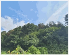  2025Ÿ��50842 ���� ��õ�� �ŵ��� ������ ��199      ����(�Ӿ�)���