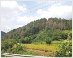  2025Ÿ��50842 ���� ��õ�� �ŵ��� ������ ��199      ����(�Ӿ�)���