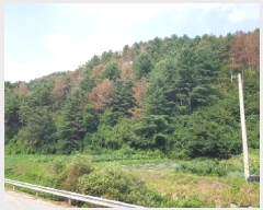  2025Ÿ��50842 ���� ��õ�� �ŵ��� ������ ��199      ����(�Ӿ�)���