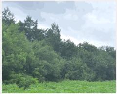  2025Ÿ��50849  �����