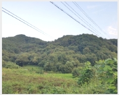  2025Ÿ��50887 ���� ȫõ�� ���� ������� ��19      ����(�Ӿ�)���