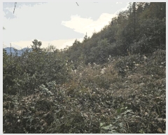  2025Ÿ��50903 ���� ȫõ�� ���� �� 99      ����(��1)���