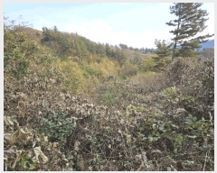  2025Ÿ��50903 ���� ȫõ�� ���� �� 99      ����(��1)���