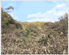  2025Ÿ��50903 ���� ȫõ�� ���� �� 99      ����(��1)���