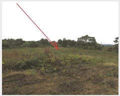  2025Ÿ��50927 ���� ȫõ�� ȫõ�� �͵��� 257-2      ����(��1)���