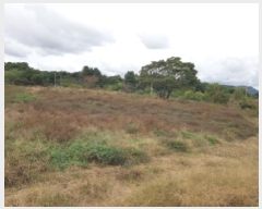  2025Ÿ��50927 ���� ȫõ�� ȫõ�� �͵��� 257-2      ����(��1)���