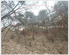  2025Ÿ��50939 ���� �籸�� �������߾Ӹ� �����۸� 251      ����(��1)���