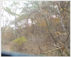  2025Ÿ��50939 ���� �籸�� �������߾Ӹ� �����۸� 251      ����(��1)���