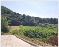  2025Ÿ1104  õ ǵ 443       ()