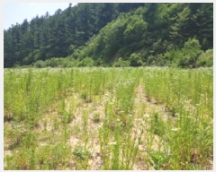  2025Ÿ��1142  �����