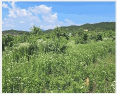  2025Ÿ��1265  ���������