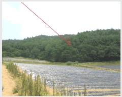  2025Ÿ��1463 ���� ȫõ�� ���� ������ 1307      ����(�Ӿ�)���