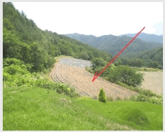  2025Ÿ��1463 ���� ȫõ�� ���� ������ 1307      ����(�Ӿ�)���