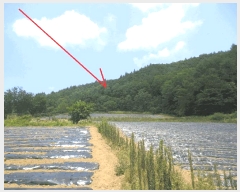  2025Ÿ��1463 ���� ȫõ�� ���� ������ 1307      ����(�Ӿ�)���