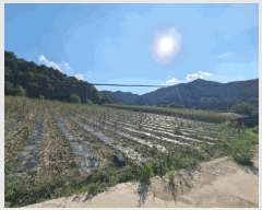  2025Ÿ��1548 ���� ������ ���� ��и� ��78-1      ����(�Ӿ�)���