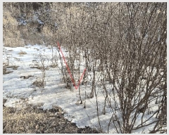  2025Ÿ50534  ȫõ ̸ ;߸ 277-1      (1)