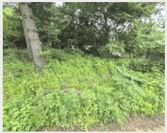  2025Ÿ50570  ȫõ   239      (1)