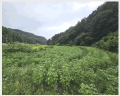  2025Ÿ��50697 ���� ��õ�� ���� �Ⱥ��� 242-1      ����(��1)���