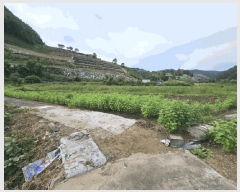  2025Ÿ��50697 ���� ��õ�� ���� �Ⱥ��� 242-1      ����(��1)���