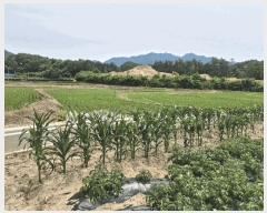  2025Ÿ��50717  �����