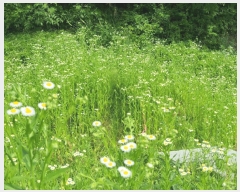  2025Ÿ��50733  �����