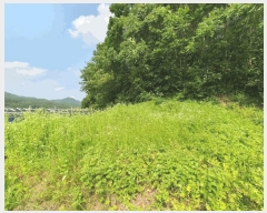  2025Ÿ��50733  �����