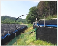  2025Ÿ��50733  �����