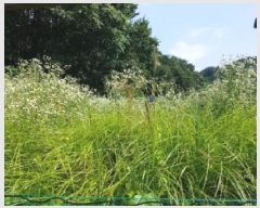  2025Ÿ��50733  �����