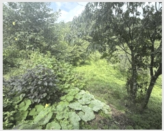  2025Ÿ��50790  �����